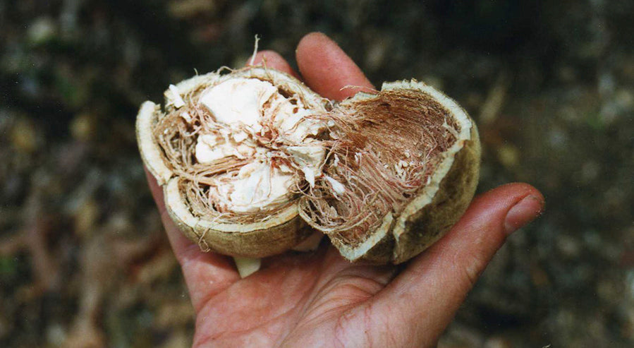 A Baobab Fruit