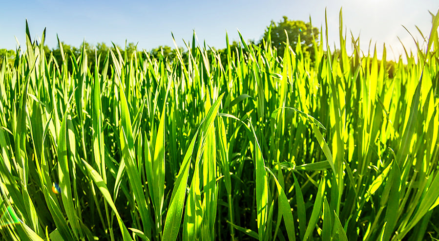 A Field of Barley