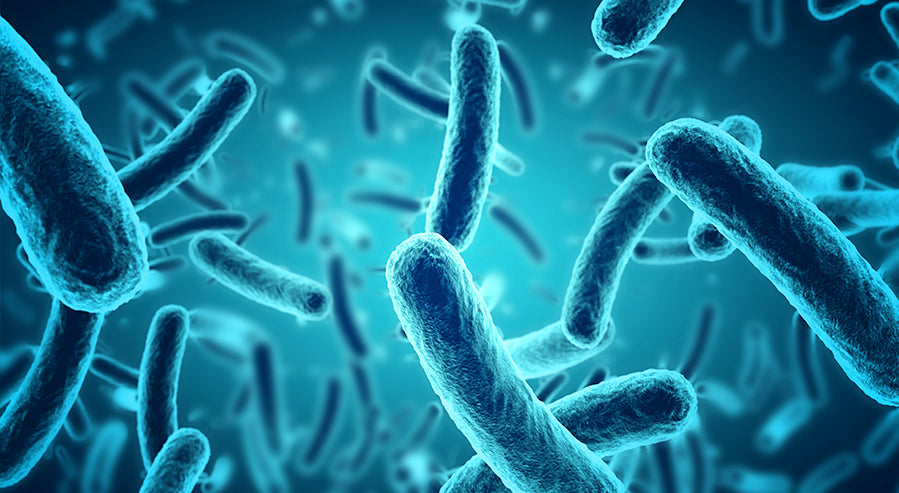 Bacteria Present in Probiotics