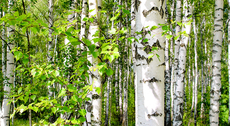 Birch Trees