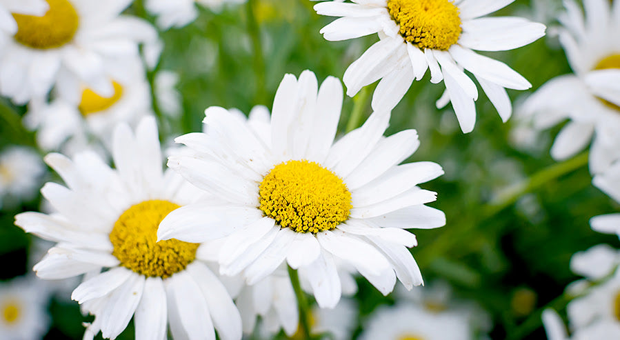 Chamomile Flowers