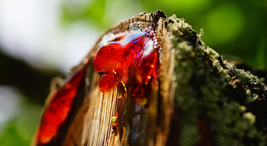 Dragon's Blood From a Tree