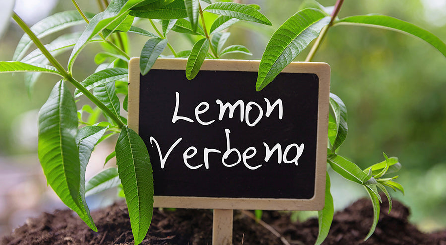 Growing Lemon Verbena Tea Leaves