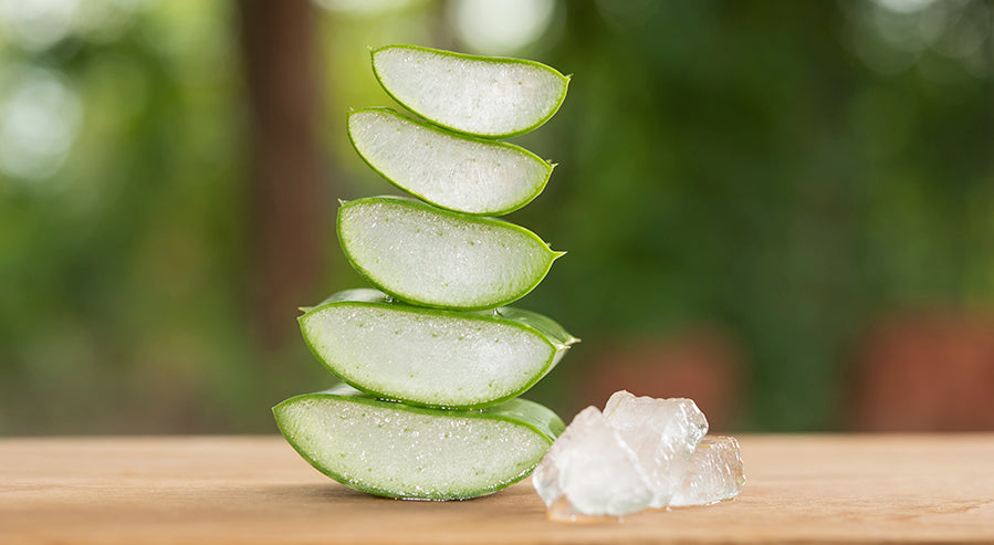 Sliced Aloe Vera Plant