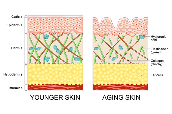 young vs aging skin