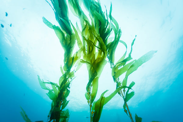 sea kelp