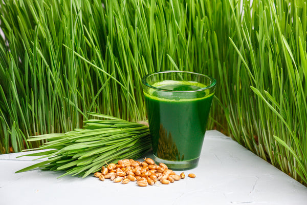 a glass of wheatgrass next to some fresh cut wheatgrass