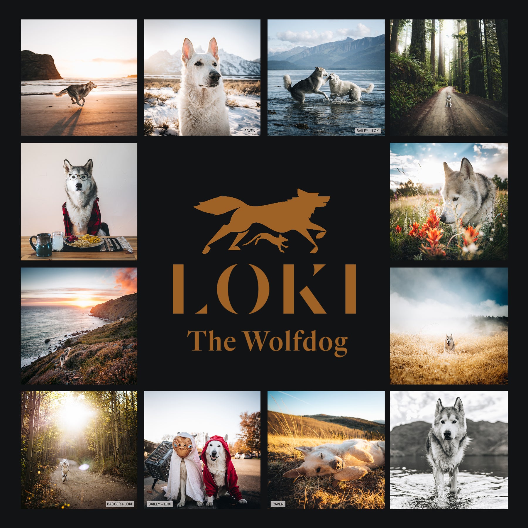 2023 Loki Calendar Loki The Wolfdog