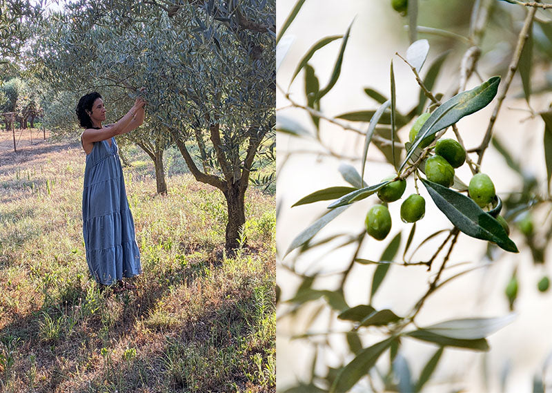 How to prepare olives in brine