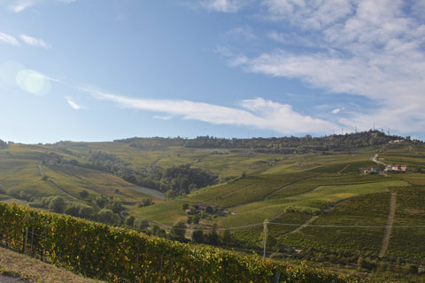 The rolling hills of Piedmont's Langhe Region