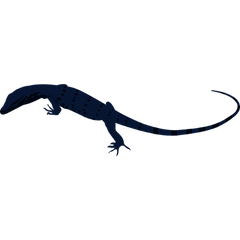 captive bred black dragon asian water monitor lizard for sale