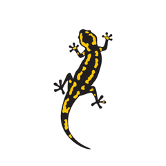 Salamander Care Sheet