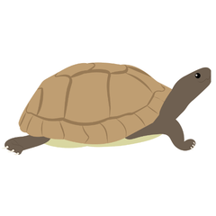 elongated tortoise care