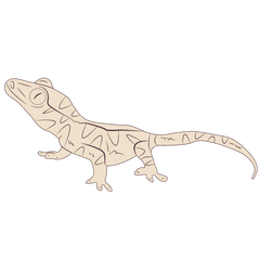 how to care for gargoyle geckos