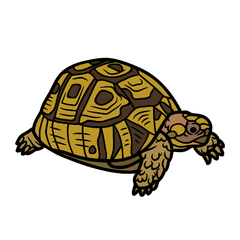 hermanns tortoise care