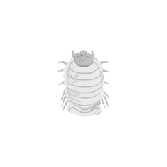 isopod and spring tail care sheet