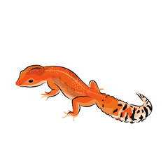 leopard gecko care