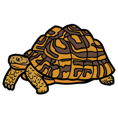 leopard tortoise care