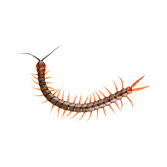 centipede and millipede care sheet