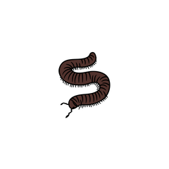 millipede care sheet