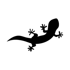 caring for chahoua geckos