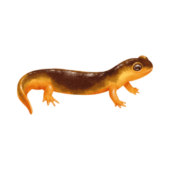 Salamanders and Newt Care