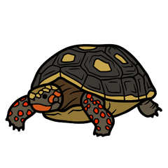 red foot tortoise care