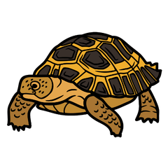 russian tortoise care