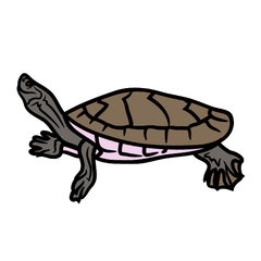 sideneck turtle care sheet