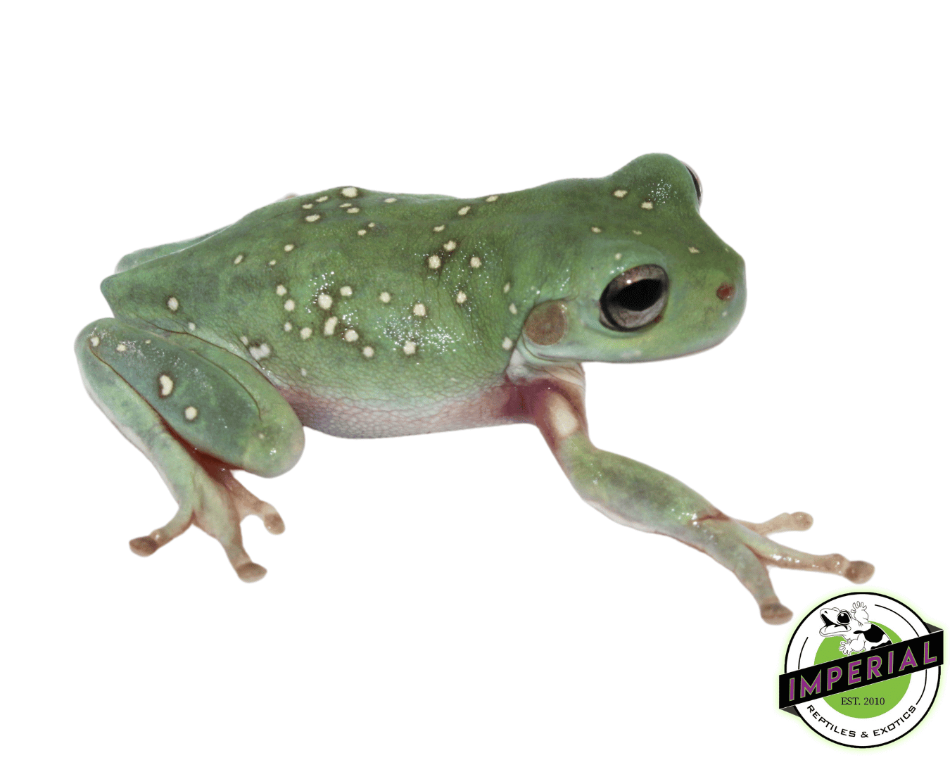 Snowflakes White's Tree Frog Juvenile (#81023-03)