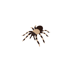 tarantula care sheet