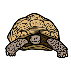 sulcata tortoise care