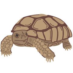 caring for sulcata tortoises