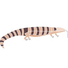 how to care for blue tongue skinks
