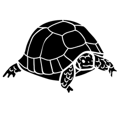 caring for elongated tortoises