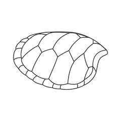pink belly side neck turtle care sheet