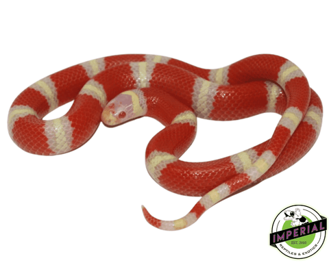 albino nelsons milksnake