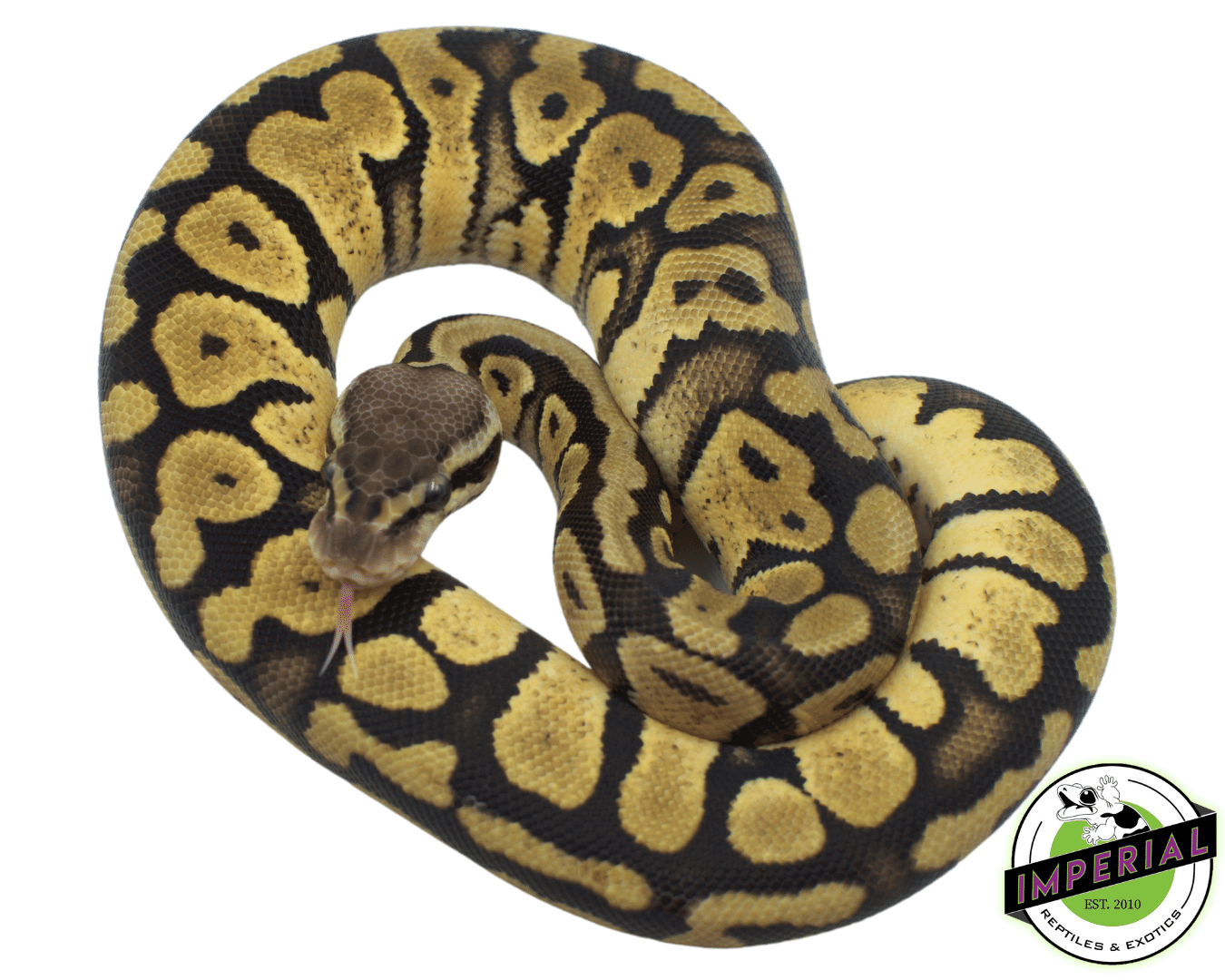 FireFly Yellowbelly Ball Python For Sale - Imperial Reptiles – IMPERIAL  REPTILES & EXOTICS