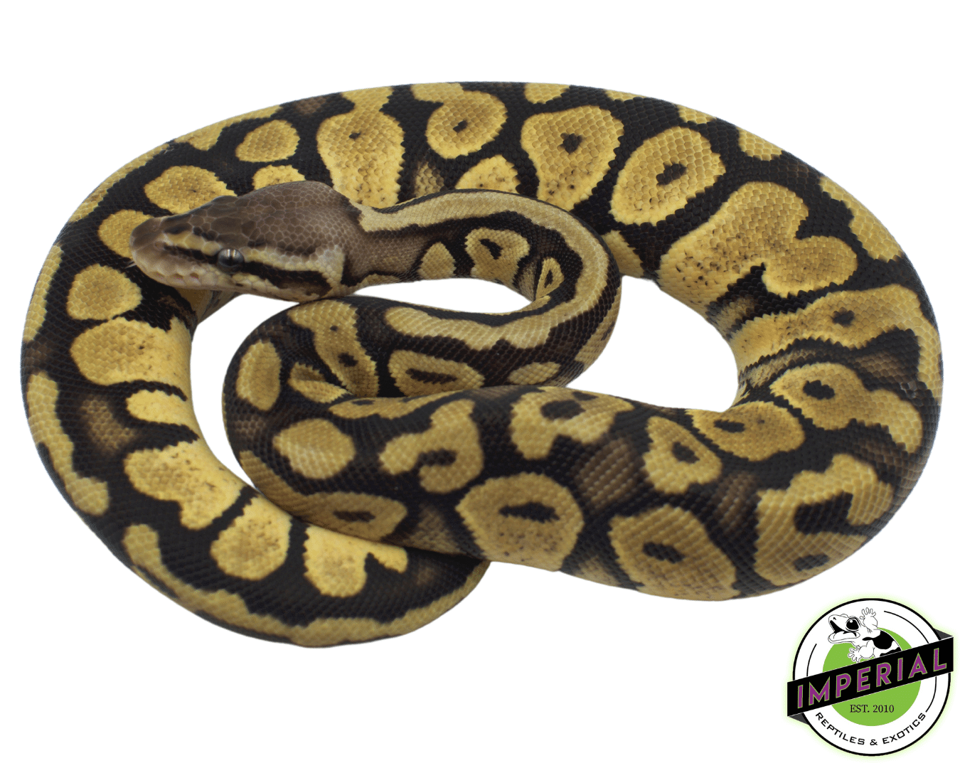 FireFly Yellowbelly Ball Python For Sale - Imperial Reptiles – IMPERIAL  REPTILES & EXOTICS