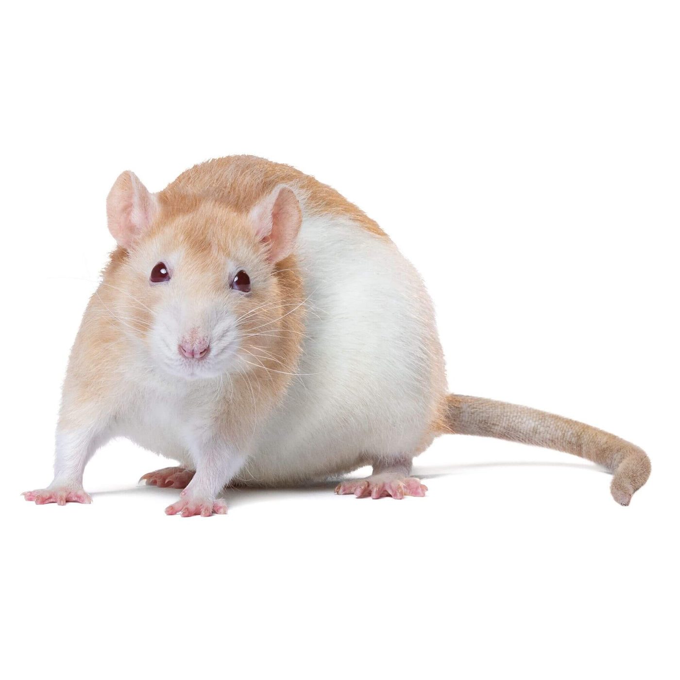 zelfmoord Leegte injecteren Rats For Sale - Imperial Reptiles – IMPERIAL REPTILES & EXOTICS