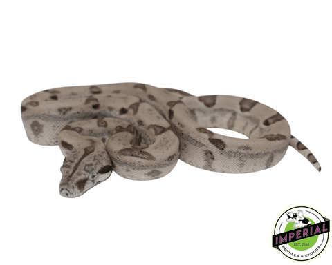 ghost het albino boa constrictor