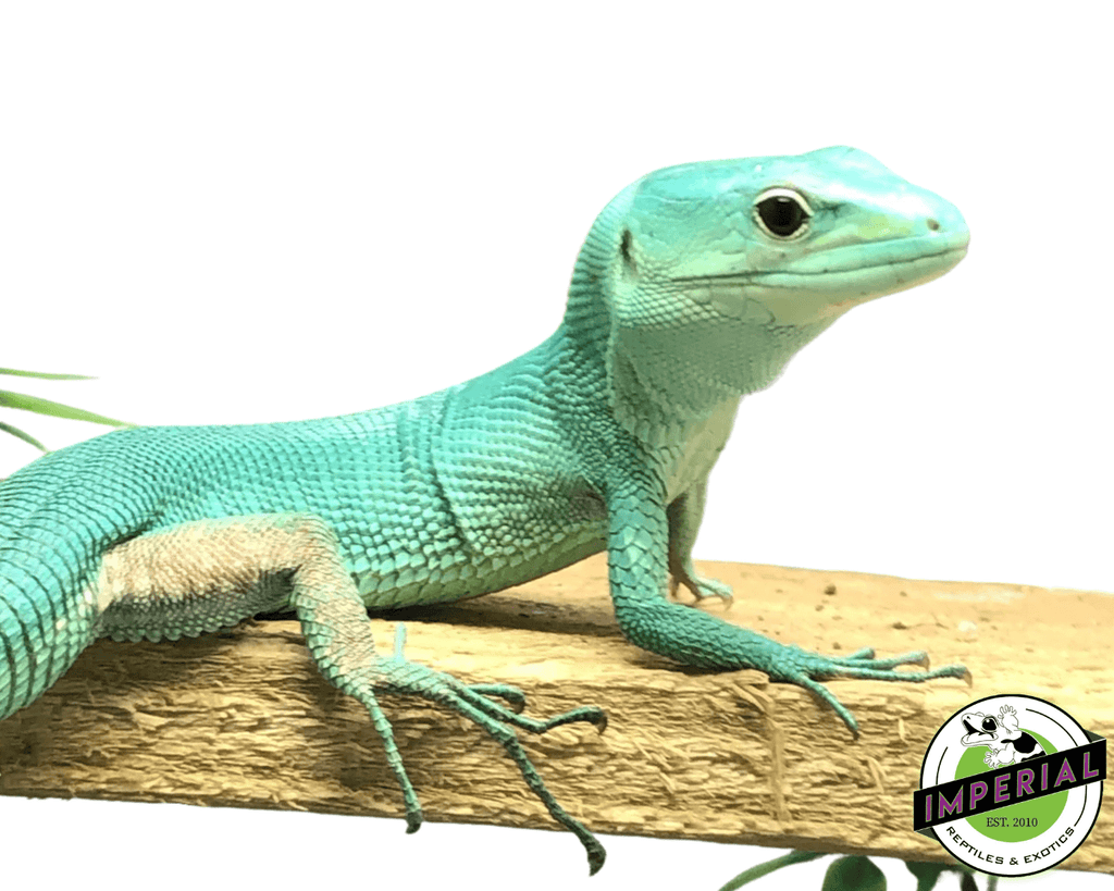 Green Keeled Lizard For Sale Imperial Reptiles IMPERIAL REPTILES