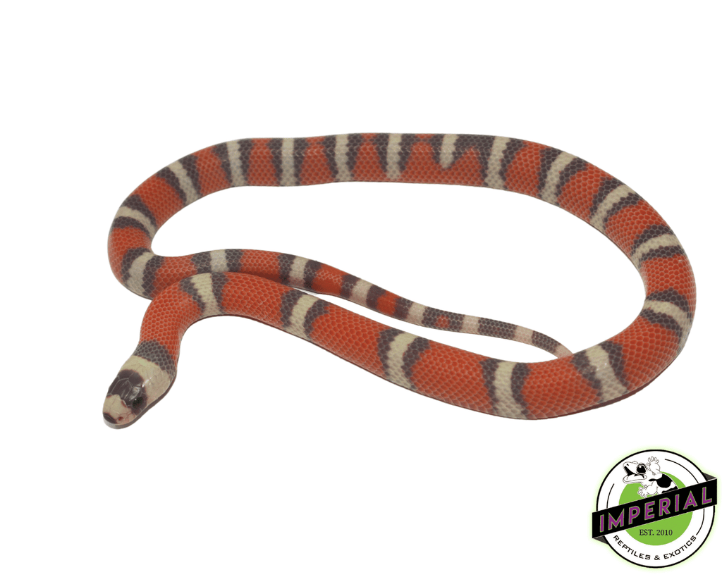 tri color milksnake