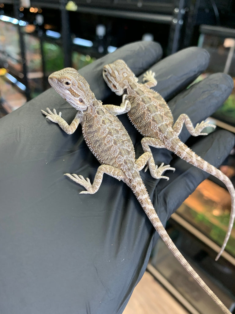 Hypo Snow Bearded Dragon Baby – IMPERIAL REPTILES & EXOTICS