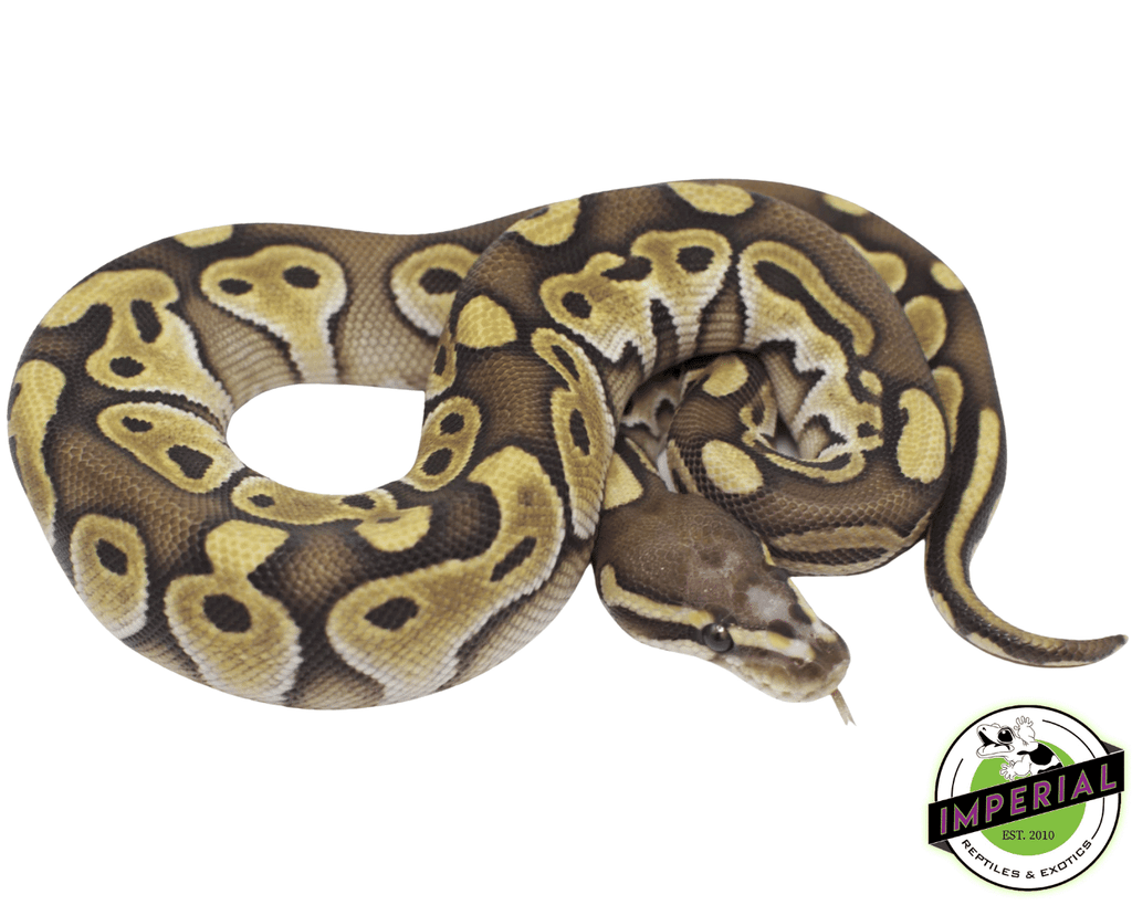 scaleless ball python