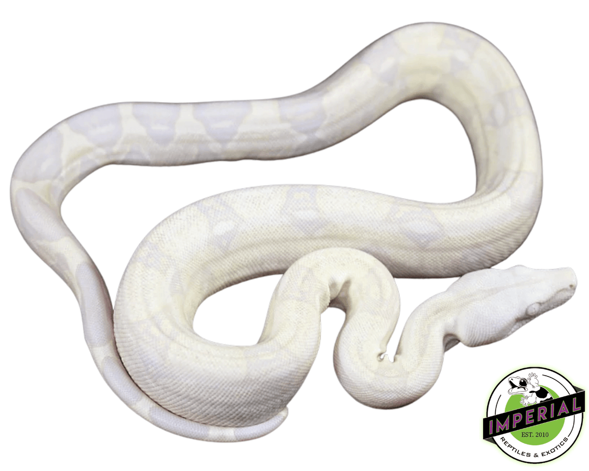 albino colombian red tail boa