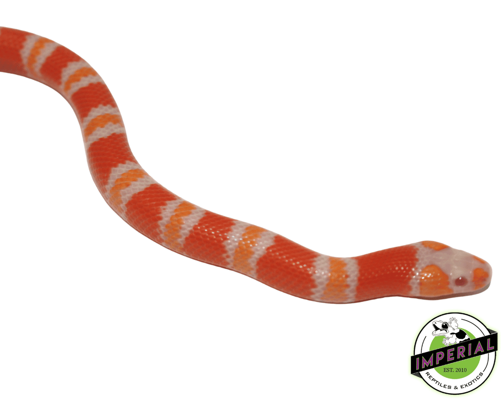 tangerine albino milksnake for sale