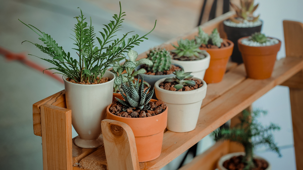 indoor plants