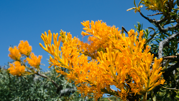 australian native plants