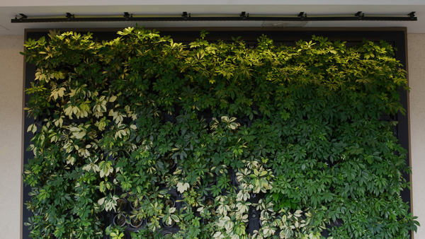 green wall with plants